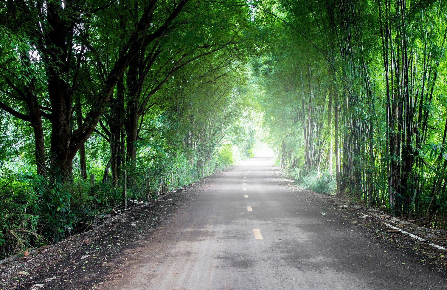 case-study-18 forest road